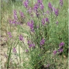 plebejus maracandicus host-plant chervlenye buruny 4